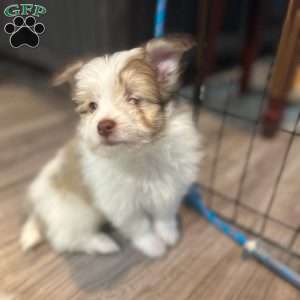 Mocha, Pomeranian Mix Puppy